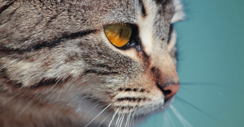 Котики и киты помогают бороться со стрессом
