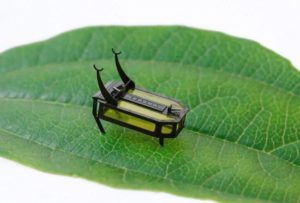 Фото: RoBeetle
