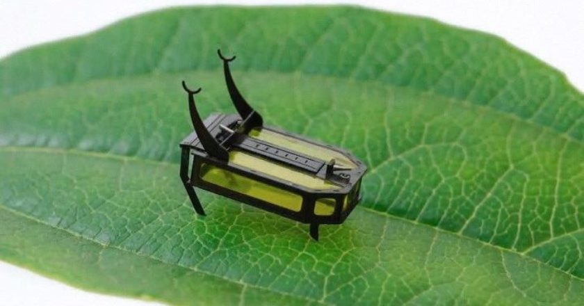 Фото: RoBeetle