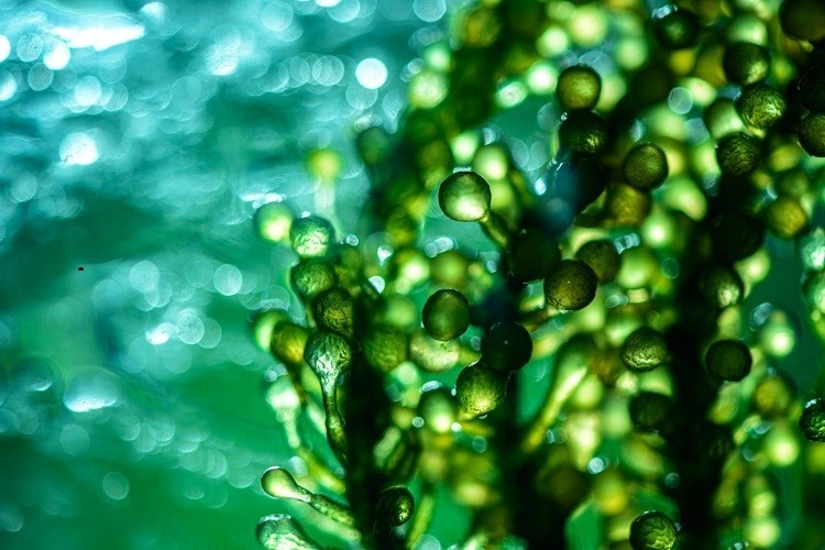 Фото: https://www.cosmeticsdesign-europe.com/ 